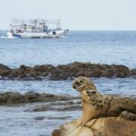 特搜「东北角3处奇岩怪石」！鬆狮犬看海打盹模样超萌