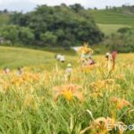 【花莲】金针花季一日游攻略