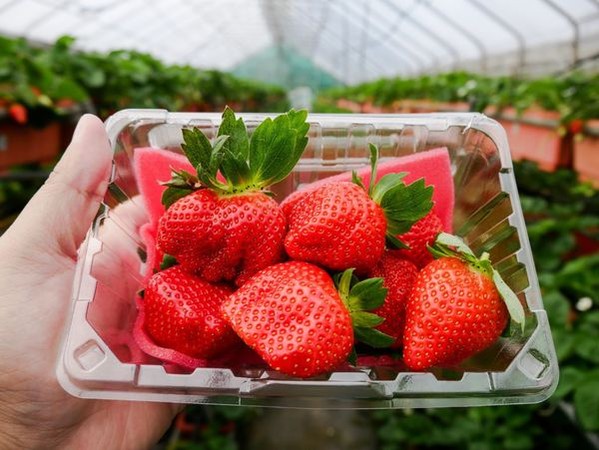 懒人包都帮你整理好了 特搜北中南采草莓热点4诀窍玩更尽兴 艾斯旅店istay Taiwan