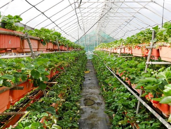 懒人包都帮你整理好了 特搜北中南采草莓热点4诀窍玩更尽兴 艾斯旅店istay Taiwan